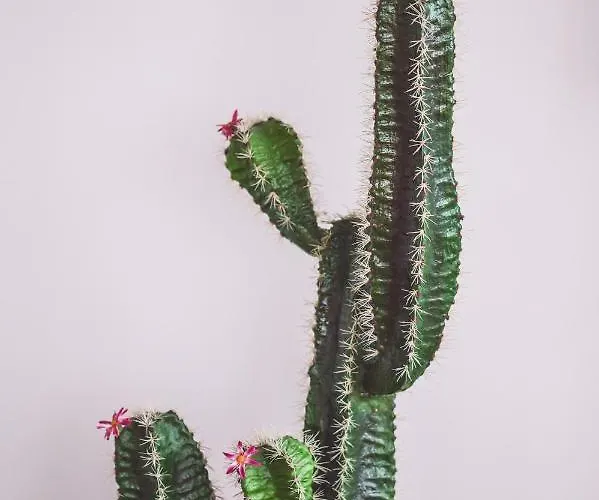 Hotel Cesare Augustus 4*